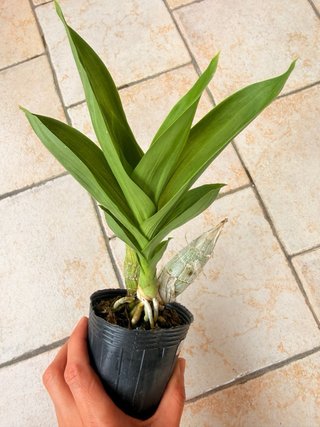 Monnierara Taiwan Red Diamond Orchidea