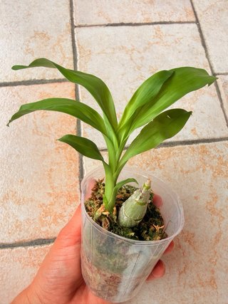 Fredclarkeara After Dark 'SVO Black Pearl' FCC/AOS