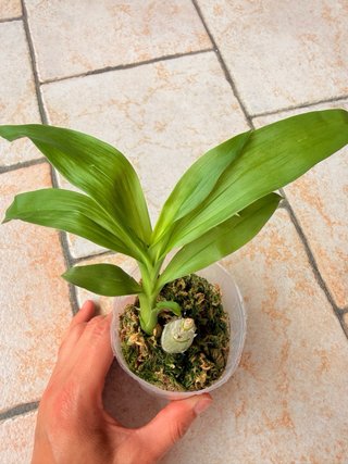 Fredclarkeara After Dark 'SVO Black Pearl' FCC/AOS
