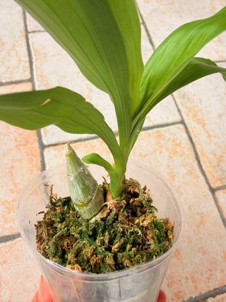 Fredclarkeara After Dark 'SVO Black Pearl' FCC/AOS