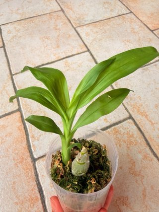 Fredclarkeara After Dark 'SVO Black Pearl' FCC/AOS