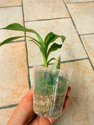 Fredclarkeara After Dark 'SVO Black Pearl' FCC/AOS