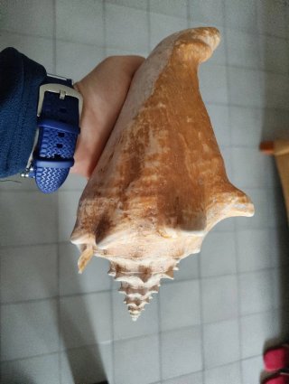 Conchiglia decorativa grande