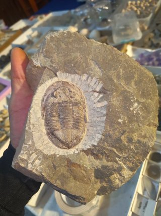 Fósil Trilobites en Roca