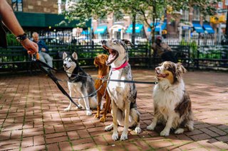 Cuidadora de perros
