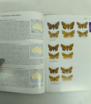 The Complete Field Guide to Butterflies of Aust...