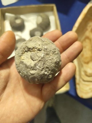 Fósiles Marinos Antiguos (Erizo de Mar)25€ unidad