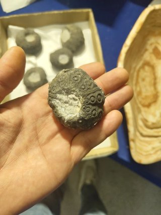 Fósiles Marinos Antiguos (Erizo de Mar)25€ unidad