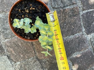 Sedum Sieboldi variegato pianta erba Terrsina