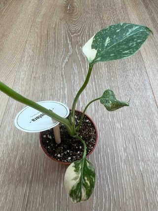 Monstera Albo Variegada mini