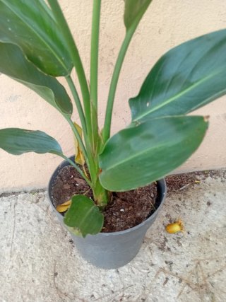 Planta Strelitzia Reginae