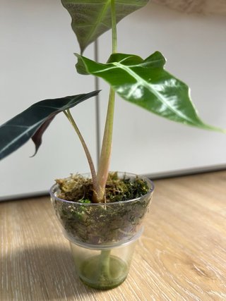 Alocasia Polly Curvy