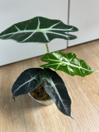 Alocasia Polly Curvy