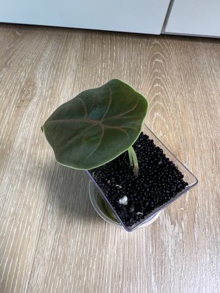 Alocasia Azlanii