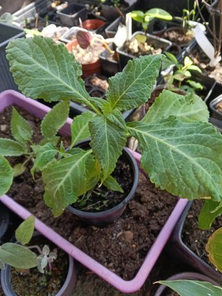 Planta Salvia d.