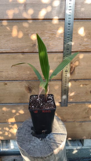 Washingtonia Robusta en maceta 1L