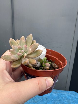 Dos Cactus en maceta