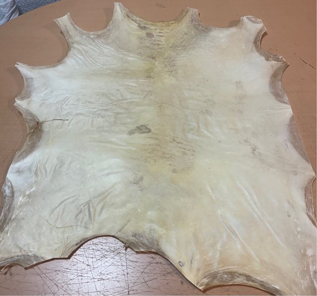 Piel de pergamino para tambores