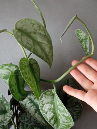 Esqueje de Planta Scindapsus pictus 'Trebie'