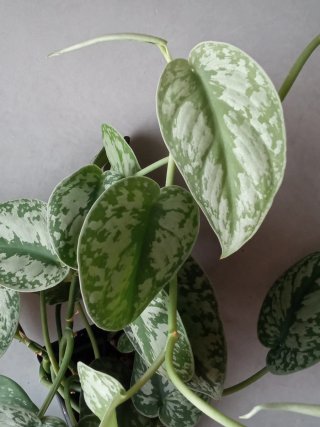 Esqueje de Planta Scindapsus pictus 'Trebie'
