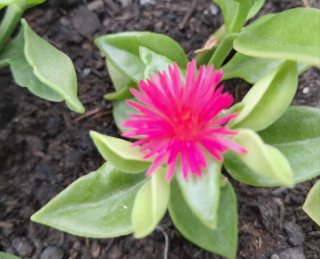 Talea aptenia fucsia