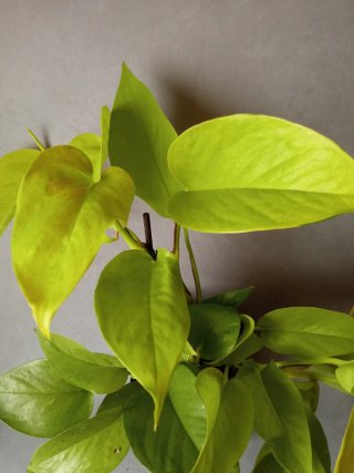 Esqueje Potos Neon - Epipremum Aureum