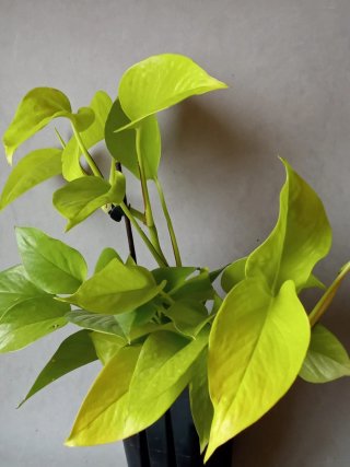 Esqueje Potos Neon - Epipremum Aureum
