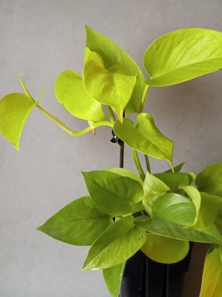 Esqueje Potos Neon - Epipremum Aureum