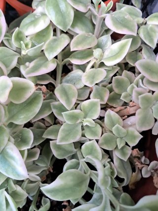 Talea Aptenia Variegata