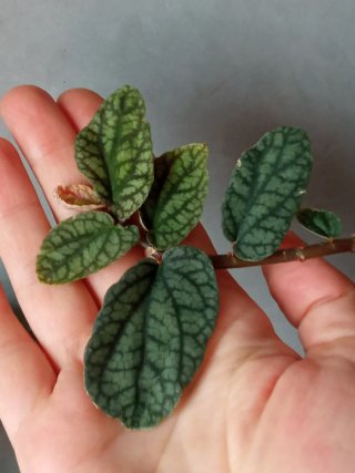 Esqueje Pellionia Pulchra
