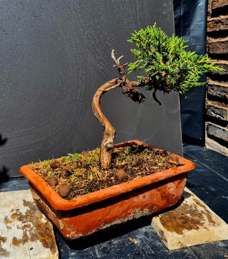 Bonsai Juniperus Sp Variegado
