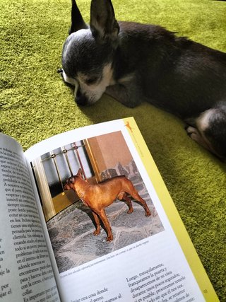 El pinscher
