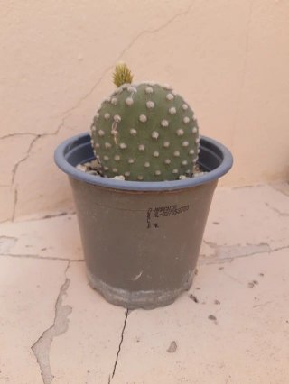 Cactus Orejas de Mickey. Oferta en texto.