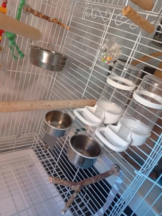 Jaula para loro o ninfa nueva