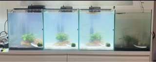 4 acuarios de 30L completos