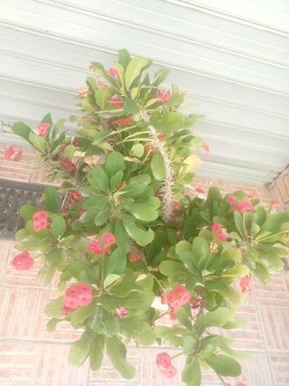Planta con flores rojas y maceta