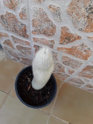 Cactus Pelo de Viejo