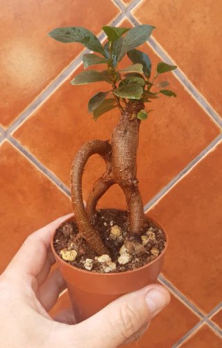 Ficus Ginseng num 1. En mano.