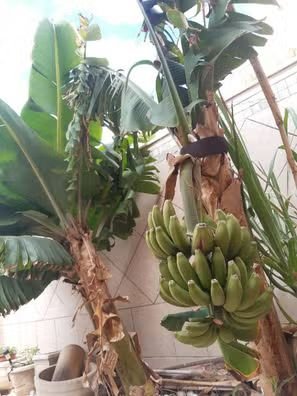 planta Platanera