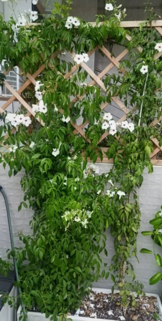 50 Semillas Bignonia Jasminoides