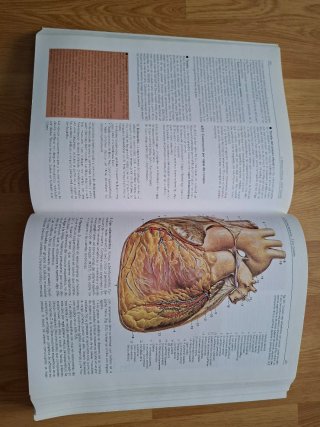 Libro anatomía Lippert
