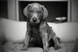 Servicio de cuidado de perros
