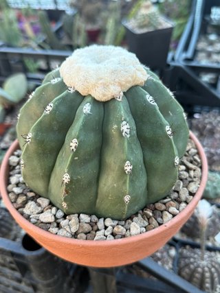 Melocactus maxoni inermis vaso 17 cm