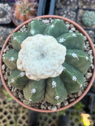 Melocactus maxoni inermis vaso 17 cm