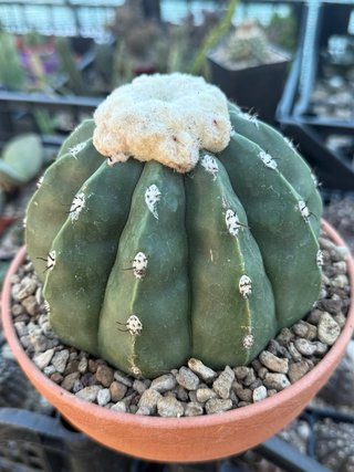Melocactus maxoni inermis vaso 17 cm