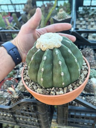 Melocactus maxoni inermis vaso 17 cm