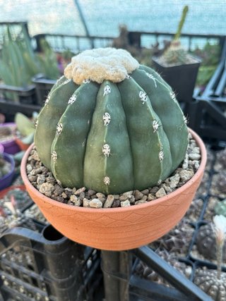 Melocactus maxoni inermis vaso 17 cm