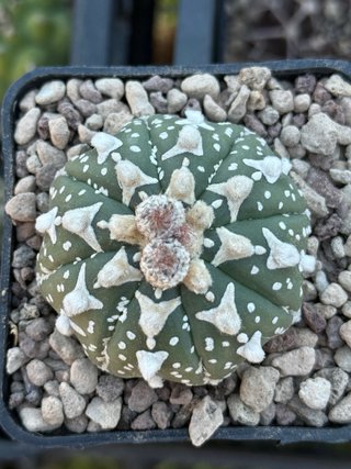 Astrophytum asterias v type vaso 7,5 cm