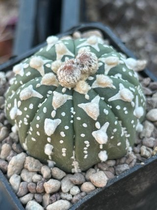 Astrophytum asterias v type vaso 7,5 cm