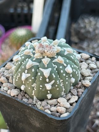 Astrophytum asterias v type vaso 7,5 cm